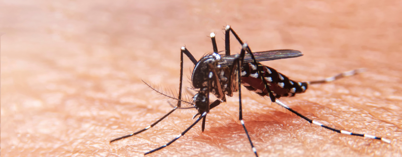 Dengue, Chikungunya e Zika: Sintomas, Prevenção e Tratamento